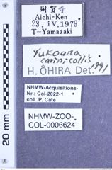 Etiketten zu Yukoana carinicollis (Lewis, 1894) (NHMW-ZOO-COL-0006624)